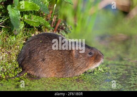 Acqua vole (Arvicola amphibius), Regno Unito Foto Stock