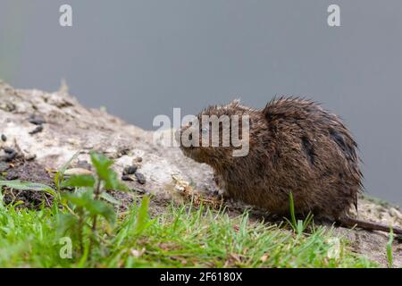 Water Vole (Arvicola anfibio) at latrine, Gloucestershire, UK Foto Stock