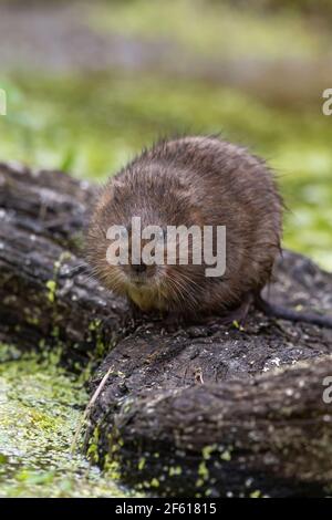 Vaso d'acqua (Arvicola anfibio) allevato in cattività per reintroduzione, Regno Unito Foto Stock