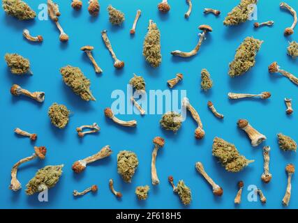 Concetto di microdosaggio. Modello di funghi psilocibin e boccioli di marijuana su sfondo blu. Viaggio psichedelico, concetto di convalida. Foto Stock