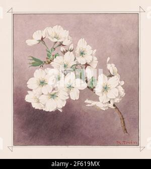 Shirayuki, fiori di ciliegia di neve bianca Foto Stock