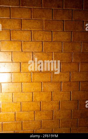 Una pianta di aloe vera primo piano Foto Stock