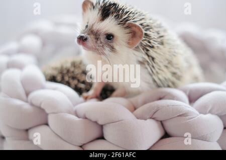 Riccio di pygmy africano riccio in un vimini grigio morbido letto su un blurred luce background.Pets. Grigio piccolo riccio. Hedgehog femminile Foto Stock