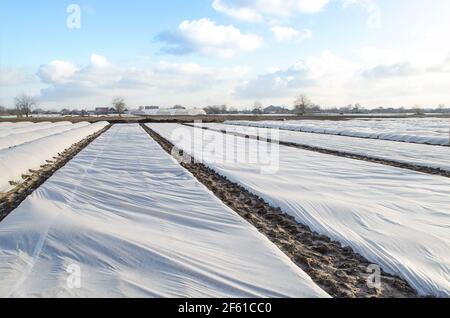 Un campo agricolo coperto da una membrana spunbond bianca per proteggere i giovani cespugli di patate dalle basse temperature e dalle intemperie instabili. Ottenere un primo harves Foto Stock