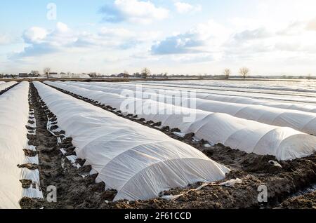 Il campo agricolo della piantagione è coperto di spunbond e di una membrana di plastica per creare un effetto serra. Patate precedenti, cura e pro Foto Stock