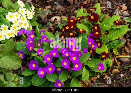 Un gruppo di tre primrombi con fiori di colore diverso Foto Stock