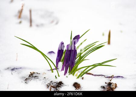 Una pianta di croco, Crocus sativus, coperta in una neve primaverile in un giardino in Speculator, NY nelle montagne di Adirondack. Foto Stock