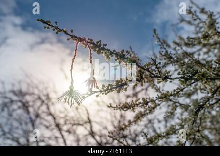 Simbolo bulgaro del bracciale di martenitsa primavera. Marzo 1 tradizione martisor di cordino bianco e rosso e il primo albero in fiore a Aspetta. Foto Stock