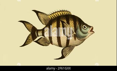 Illustrazione di un pesce maggiore sergente Foto Stock