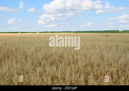 Cielo blu su un vasto campo di avena matura. Terreno agricolo. Zona pittoresca. OAT campi di cereali con cielo blu in una soleggiata giornata estiva prima della vendemmia. Foto Stock