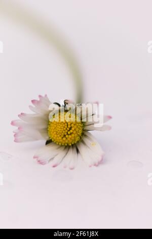 Primo piano di un singolo Daisy / Bellis perennis su un sfondo bianco