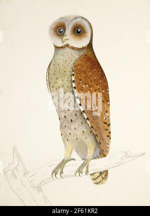 Bay Owl, Illustrazione, 1824 Foto Stock