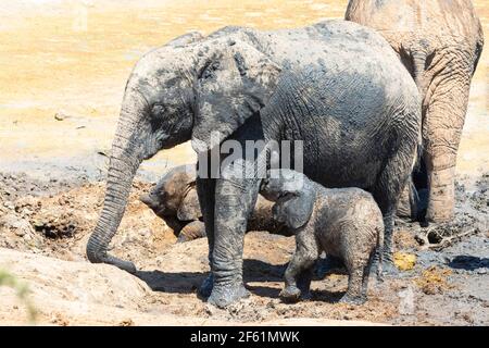 Baby vitello africano Elefante (Loxodonta africana) che succhia la madre in un bagno di fango, Addo Elephant National Park, Capo Orientale, Sud Africa Foto Stock