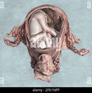 Feto in utero a sei mesi, Illustrazione Foto Stock