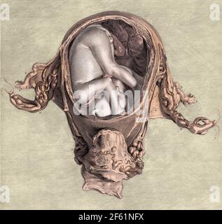 Feto in utero a sei mesi, Illustrazione Foto Stock