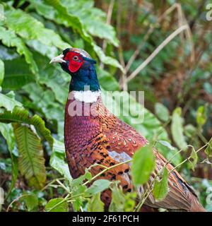 Fagiano comune o fagiano a collo d'anello (Phasianus colchicus), maschio, Cornovaglia, Regno Unito. Foto Stock