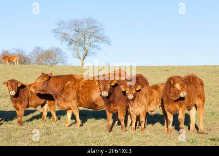 Mandria di giovani vitelli e stufati di manzo Limousin in piedi in fila con una mucca al tramonto un pascolo invernale asciutto che guarda curiosamente al ca Foto Stock