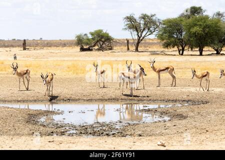 Mandria di allerta di Springbok o Springbuck (Antidorcas marsupialis) presso il bacino d'acqua, Kgalagadi TransFrontier Park, Kalahari, Capo del Nord, Sud Africa Foto Stock