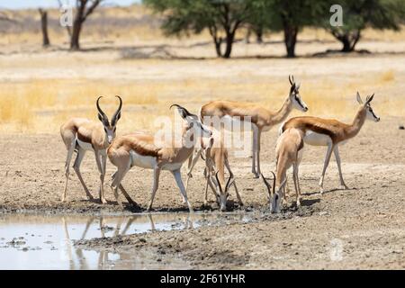 Mandria di Springbok o Springbuck (Antidorcas marsupialis) con vitelli alla sorgente, Kgalagadi TransFrontier Park, Kalahari, Capo del Nord, Sudafrica Foto Stock