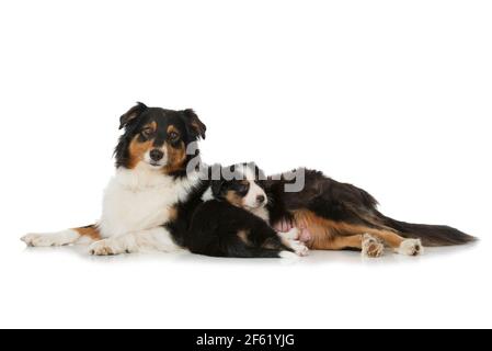 Cane da pastore australiano con cuccioli Foto Stock