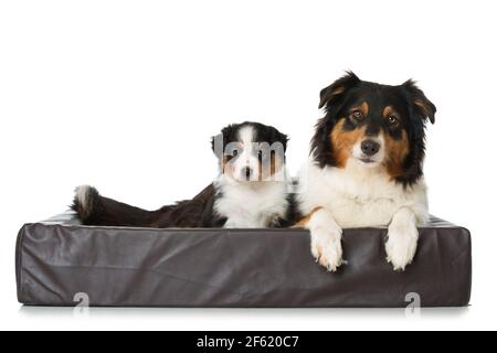 Cane da pastore australiano con cuccioli Foto Stock