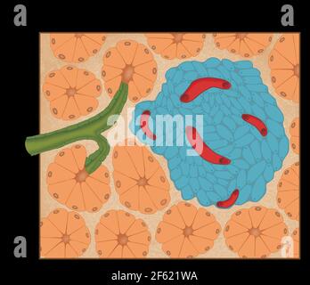 Sistemi digestivi ed endocrini, isolotti pancreatici Foto Stock