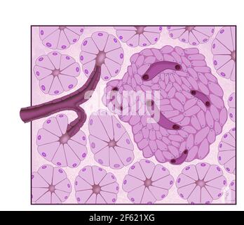 Sistemi digestivi ed endocrini, isolotti pancreatici Foto Stock