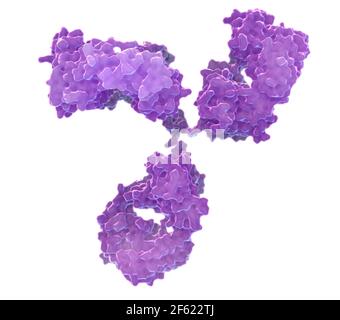 Anticorpo immunoglobulina G. Foto Stock