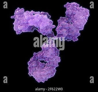 Anticorpo immunoglobulina G. Foto Stock