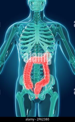 Intestino crasso, illustrazione Foto Stock