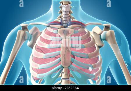 Illustrazione di cuore Foto Stock