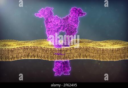 VEGF recettore 1, illustrazione Foto Stock
