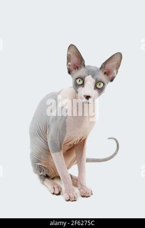Ritratto senza capelli Sphynx gatto seduto. Isolato su sfondo bianco. Foto Stock