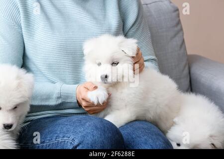 Donna con simpatici cuccioli samoiati sul divano a casa Foto Stock