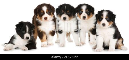 I cuccioli pastorelli australiani isolati Foto Stock