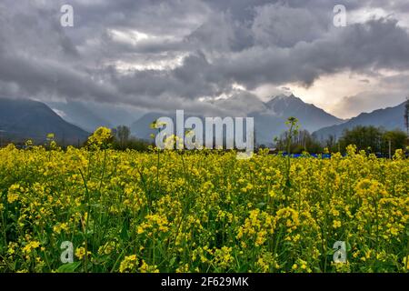 Srinagar, India. 29 marzo 2021. Le nuvole si inaridano sui campi di senape durante una giornata di primavera nuvolosa alla periferia di Srinagar. (Foto di Saqib Majeed/SOPA Images/Sipa USA) Credit: Sipa USA/Alamy Live News Foto Stock