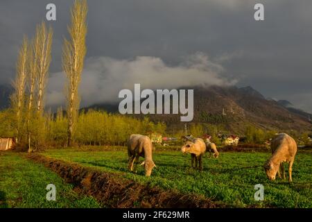 Srinagar, India. 29 marzo 2021. Le pecore pascolano in un campo durante una notte nuvolosa di primavera alla periferia di Srinagar. (Foto di Saqib Majeed/SOPA Images/Sipa USA) Credit: Sipa USA/Alamy Live News Foto Stock