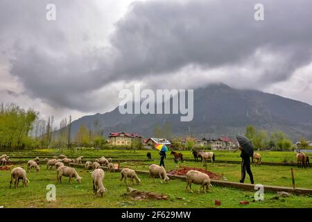 Srinagar, India. 29 marzo 2021. I pastori con le loro pecore camminano attraverso un campo durante una pioggia alla periferia di Srinagar. (Foto di Saqib Majeed/SOPA Images/Sipa USA) Credit: Sipa USA/Alamy Live News Foto Stock