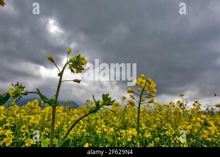 Srinagar, India. 29 marzo 2021. Le nuvole si inaridano sui campi di senape durante una giornata di primavera nuvolosa alla periferia di Srinagar. (Foto di Saqib Majeed/SOPA Images/Sipa USA) Credit: Sipa USA/Alamy Live News Foto Stock