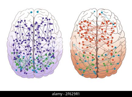 Connessioni cerebrali maschili e femminili Foto Stock