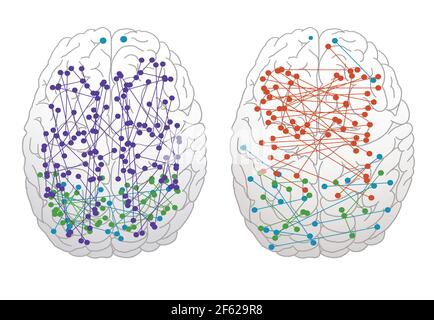 Connessioni cerebrali maschili e femminili Foto Stock