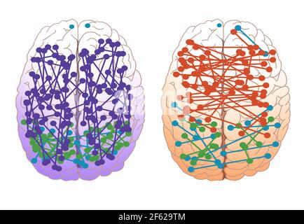 Connessioni cerebrali maschili e femminili Foto Stock