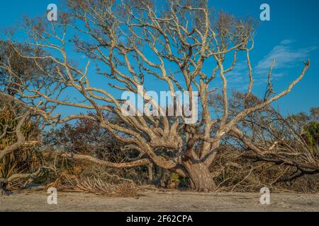 La luce del mattino si illumina sull'enorme vecchio albero di crescita la spiaggia con altre palme cadute che circondano dalla tempesta Danni sull'isola di Jekyll nel sud Foto Stock