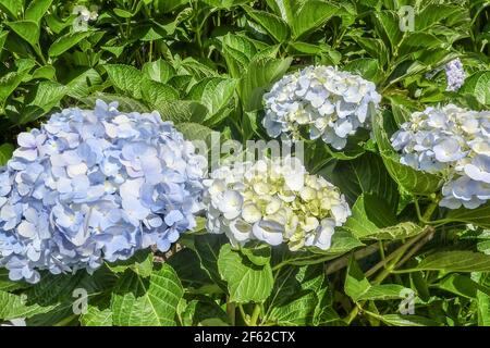 Hortensia blu (Hydrangea macrophylla) fiori con foglie verdi su cespuglio nel giardino estivo. Lieve fliorescenza blu chiaro di Hortensia in bl completo Foto Stock