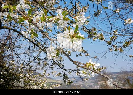 Prunus avium albero in fiore Foto Stock