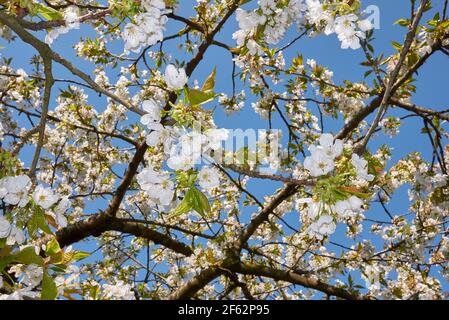 Prunus avium albero in fiore Foto Stock