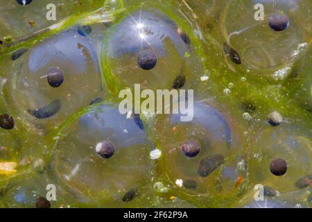 Primo piano di frogspawn in acqua Foto Stock