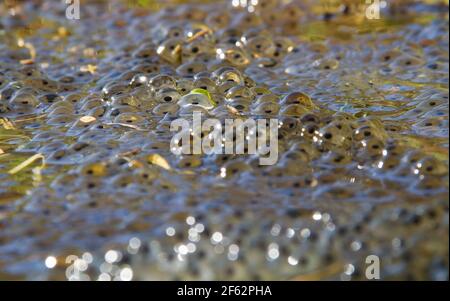 Primo piano di frogspawn in acqua Foto Stock