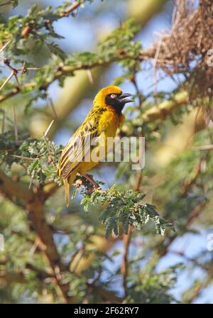 Speke's Weaver (Ploceus spekei) maschio adulto nella canzone Kenya Ottobre Foto Stock