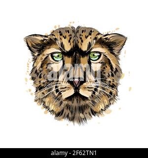 Ritratto della testa di ghepardo da una spruzzata di acquerello, disegno colorato, realistico. Illustrazione vettoriale delle vernici Illustrazione Vettoriale